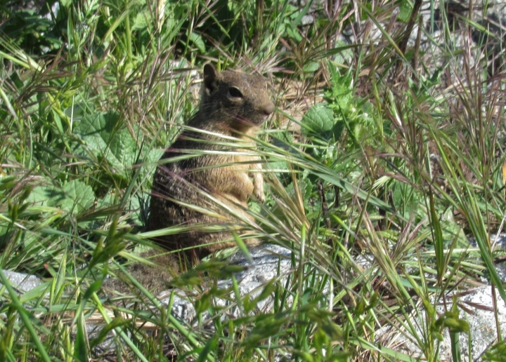 California Ground Squirrel